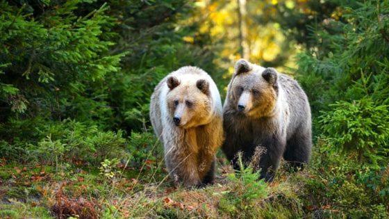 Hotel Au Lit Des Ours Han-sur-Lesse Esterno foto